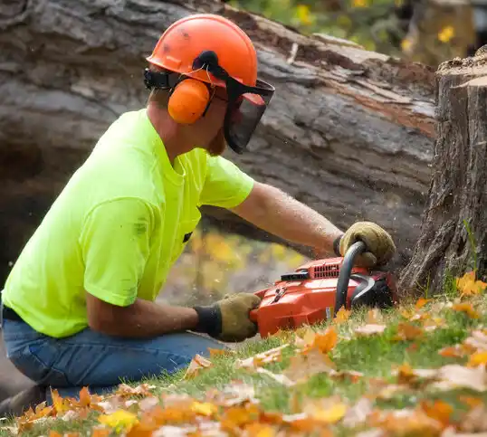 tree services Fort Loramie